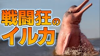 ピラニアすら捕食するアマゾンカワイルカの生態 [upl. by Buatti830]