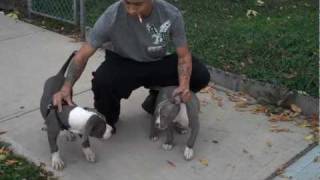 Grey Pitbull Puppies  Newark  NJ [upl. by Orelie603]