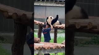 Pandas Lazy Behavior in Real Life Captured [upl. by Helsell]