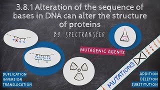 EASY REVISION AQA ALevel Biology 381 Alteration of the sequence of bases in DNA [upl. by Ferde]