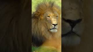 Why do male lions have manes naturepbs lion animalshorts wildlife [upl. by Rovert204]