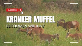 Der KRANKE Muffel  Muffeljagd  2024 [upl. by Norbert]