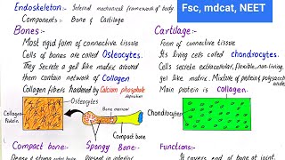 Endoskeleton  bone and cartilage  class 12 [upl. by Nohsid]