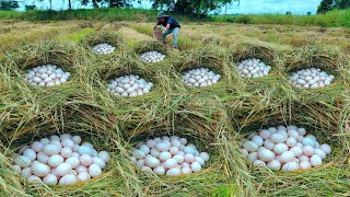 Oh wow wowFarmers collect duck eggs on straw near village [upl. by Alcinia934]