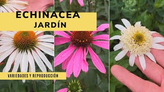 Echinacea variedades y reproducción 🌻🌼 ¡Perfecta para el jardín  Jardinatis [upl. by Epner]