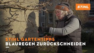 STIHL Gartentipps Winter Blauregen zurückschneiden [upl. by Lareena]