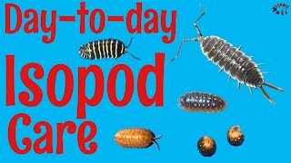 How to Care for Isopods DaytoDay [upl. by Enyaw]