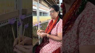 Indoor Saffron Farming  Kesar Kheti  Flowering  Oct 8 [upl. by Aehtela]