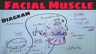 Facial Muscle Diagram amp Nerve Supply  Facial Nerve  extra cranial course [upl. by Longtin]