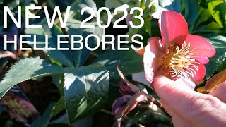 New Hellebore Varieties to try this year [upl. by Perrin126]