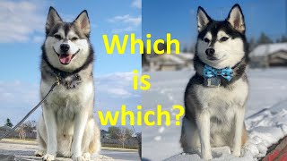 10 differences between Pomskies and Klee Kais Should you get a Pomsky or an Alaskan Klee Kai [upl. by Toscano]