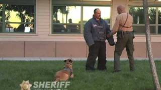 Police K9 Competition Sonoma County Sheriff video [upl. by Bridgette815]