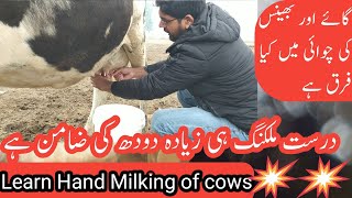 Hand milkiing of cow II Learn hand Milking of cow II How to milk a cow by hand II Best cow milking [upl. by Marquita]