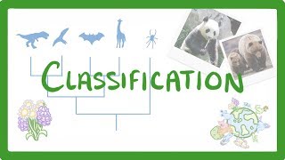 GCSE Biology  Classification 80 [upl. by Sholley]