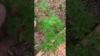 Growing citronella to vanquish mosquitos 🦟 [upl. by Charlotte]