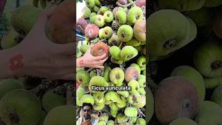 Buah arah jumbo atau dengan nama latin FICUS AURICULATA yang dapat dimakan buah fruit [upl. by Terces339]