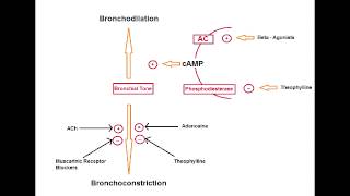 Asthma Drugs  Muscarinic Antagonists Ipratropium [upl. by Adalai]