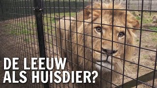 Waarom heeft de mens de leeuw als huisdier  De Buitendienst over Wilde dieren [upl. by Blayze450]