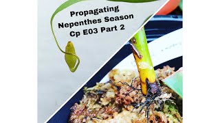 Propagating Nepenthes Via cutting  Ep 12 Part 2 [upl. by Elok]