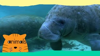 Be The Creature  Expedition Manatees Full Episode [upl. by Ardnossak]