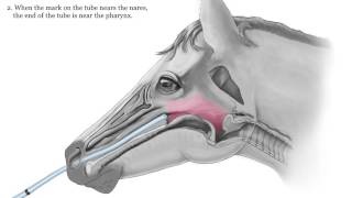 Equine Nasogastric Intubation [upl. by Huan]