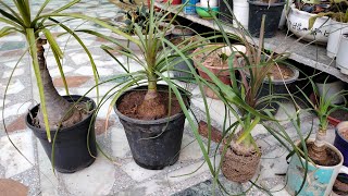 Adenium jesa dekhne wala plant Ponytalpalm nolinapalm trendingvideo [upl. by Evelinn]