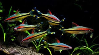 Ikan Hias Aquascape Denison Barb  Sahyadria denisonii [upl. by Athey607]