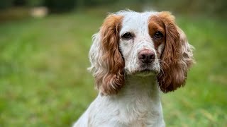 Gundog Training  A Championship Type Distraction Retrieve [upl. by Mundy]