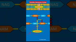 Penicillins Mechanism of Action [upl. by Torto]