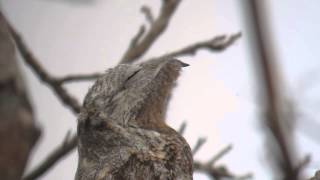 23913 Grand Ibijau Nyctibius g grandis Great Potoo [upl. by Turpin101]