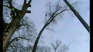 Large Poplar Tree removal Congleton England 2008 [upl. by Anayia]