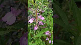 Impatiens balsamina Or garden balsam plant [upl. by Aratnahs]