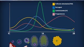 Embriologia 01  Apparati riproduttori e ciclo ovarico [upl. by Brooking660]