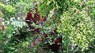 Two male orangutans fight in the Lamandau Wildlife Reserve [upl. by Tamar]