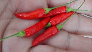 ⟹ Malagueta Pepper PI 497984  Capsicum frutescens  Pod Review [upl. by Henn923]