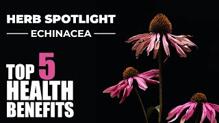 TOP 5 BENEFITS OF ECHINACEA  HERB SPOTLIGHT [upl. by Agnella]