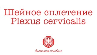 Шейное сплетение Plexus cervicalis [upl. by Lil]