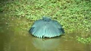 Black Egret Egretta ardesiaca [upl. by Ahsened]