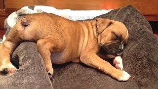 Best Of Cute Boxer Puppies  Funny Puppy Videos 2019 [upl. by Opiuuk805]