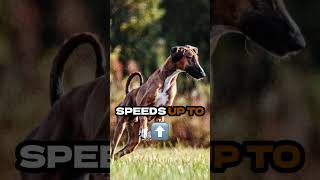 Meet the Majestic Azawakh Africas Elite Sighthound azawakh rarebreeds doglovers [upl. by Milon]