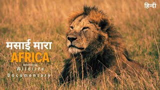 African wildlife documentary in Hindi  Predators । मसाई मारा जंगल अफ्रिका [upl. by Noemys56]