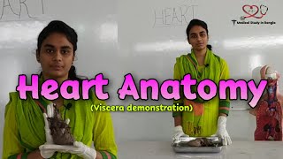 Heart anatomy in Bangla  Parts Blood supply Nerve supply  Viscera demonstration [upl. by Ahseina]