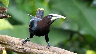 Chestnutheaded Oropendola in Costa Rica [upl. by Ennahgem]