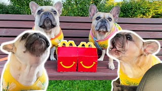 Dramatic French Bulldogs Have MELTDOWN At MacDonalds Drive Thru [upl. by Yemerej688]