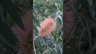 브러쉬를 닮은 병솔나무 Callistemon lanceolatus [upl. by Hachmin280]