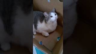 Cats love boxes cat short [upl. by Girard870]