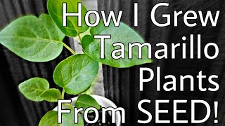 🌱How To Grow TAMARILLO Plants From Seed [upl. by Yasnil]