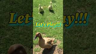 Goslings Greet Ducks Like Twins In The Shining goose duck shortsvideo [upl. by Meikah]