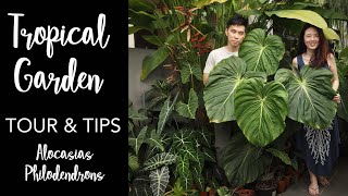 Tropical Garden Tour with Pro Care Tips  50 Aroids with Master of Alocasia Care ft Lone Wong [upl. by Twum968]