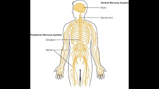 Perifera nervsystemet del 1 av 2 [upl. by Llerrod]